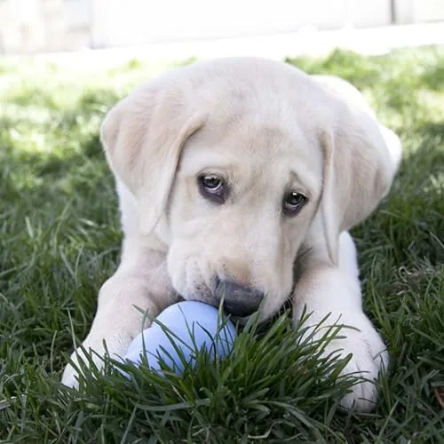 KONG puppy tossed during a game of fetch