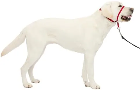 Front view of the PetSafe Gentle Leader Headcollar laid out on a table
