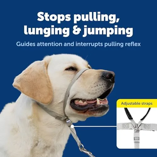 The headcollar fitted on a dog showing the loose nose loop and the neck band