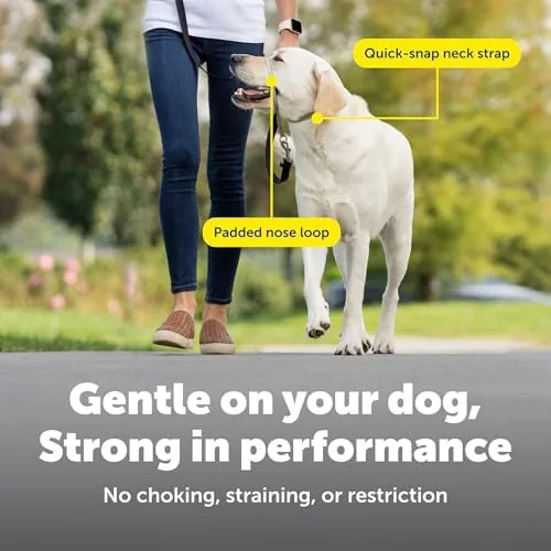 A dog walking calmly with a loose leash attached to the head collar