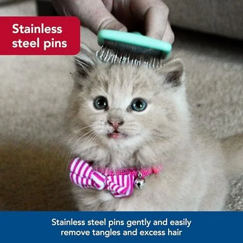 A kitten being brushed with the small slicker while calm