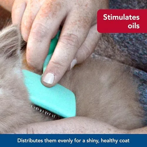 A person gently brushing a kitten on a sofa