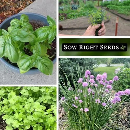 The Sow Right Seeds - 5 Herb Seed Collection for Planting in real use