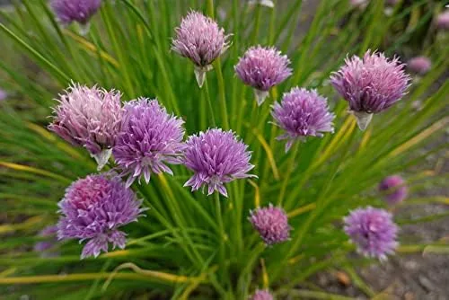 Close look at the Common Chives Seeds for Planting, 1000+ Heirloom Seeds Per Packet build quality