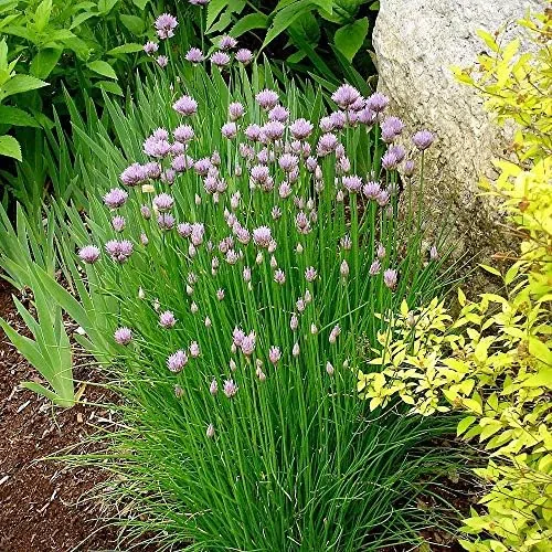 The Common Chives Seeds for Planting, 1000+ Heirloom Seeds Per Packet in real use