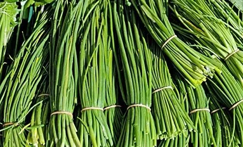 Another view of the Common Chives Seeds for Planting, 1000+ Heirloom Seeds Per Packet