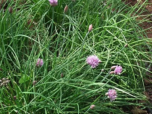 The Common Chives Seeds for Planting, 1000+ Heirloom Seeds Per Packet compared in context
