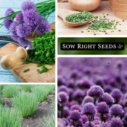 The Sow Right Seeds- Common Chives Seeds for Planting Your Own in real use