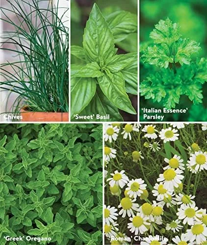 Another view of the Burpee Culinary Classics Garden Collection 10 Packets of Non-GMO Chives