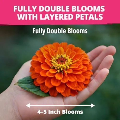 Close look at the HOME GROWN Zinnia Dahlia Seeds Pack for 2026 Non GMO build quality