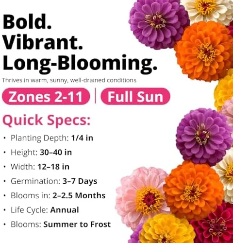The HOME GROWN Zinnia Dahlia Seeds Pack for 2026 Non GMO in real use