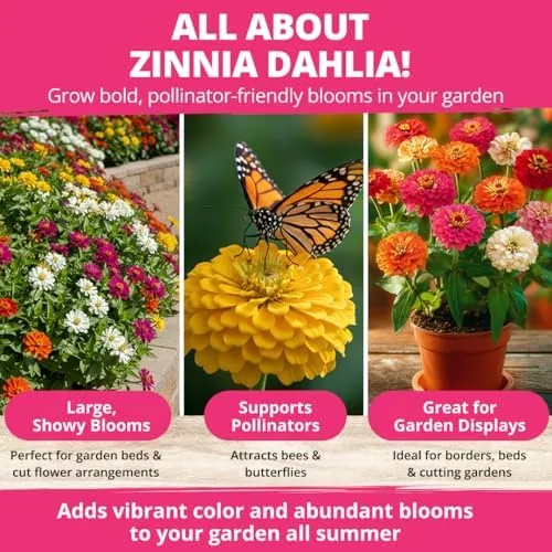 Another view of the HOME GROWN Zinnia Dahlia Seeds Pack for 2026 Non GMO