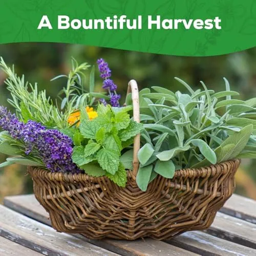 The 10 Herb Seeds Variety Pack - 7,000+ Heirloom Seeds compared in context
