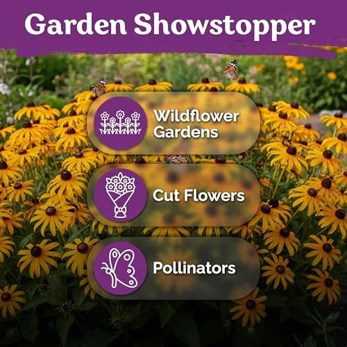 The 10,000 Black Eyed Susan Heirloom Flower Seeds for Planting, Rudbeckia compared in context