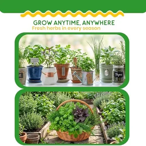 The 10 Herb Seeds Variety Pack, Non GMO Heirloom Seeds, Cilantro compared in context
