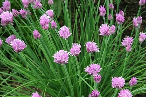 Common Chives Seeds, Herb with Mild Onion Flavor and Purple Flowers, 200-4000-20000 Seed Options Review: Tested and Rated