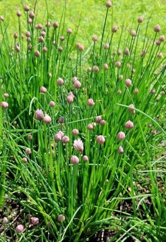 Close look at the Common Chives Seeds, Herb with Mild Onion Flavor and Purple build quality