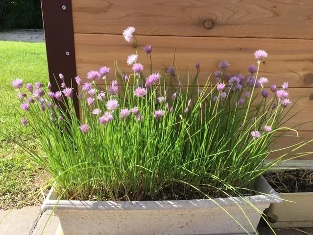 Another view of the Common Chives Seeds, Herb with Mild Onion Flavor and Purple