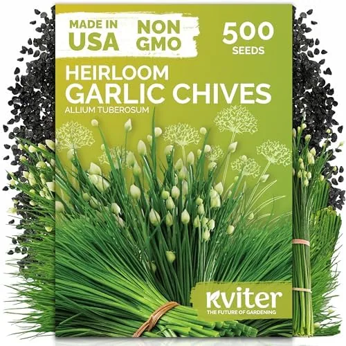 500 Garlic Chives Heirloom Herb Seeds for Planting, Allium Tuberosum | Chinese Chives, Garlic Review: Tested and Rated
