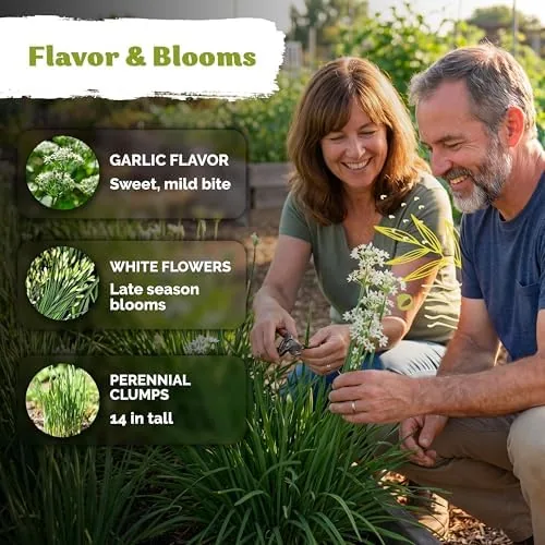 The 500 Garlic Chives Heirloom Herb Seeds for Planting, Allium Tuberosum in real use