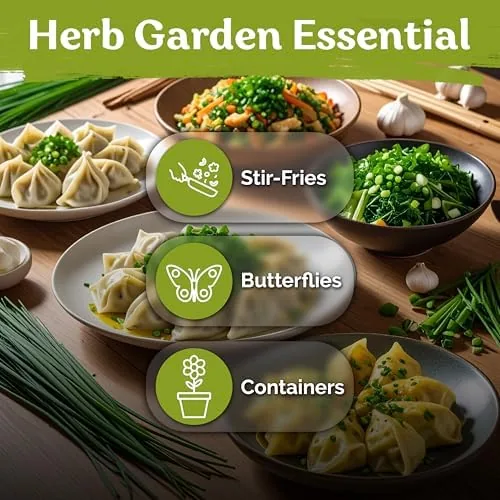 The 500 Garlic Chives Heirloom Herb Seeds for Planting, Allium Tuberosum compared in context